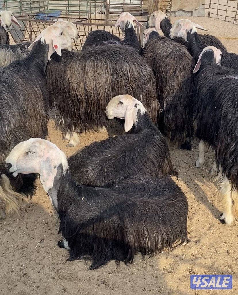 16نجد صنف فاخرة مع الفحل خصم فيهم7سونار والباقي توة مقرعة منوة الجناي4