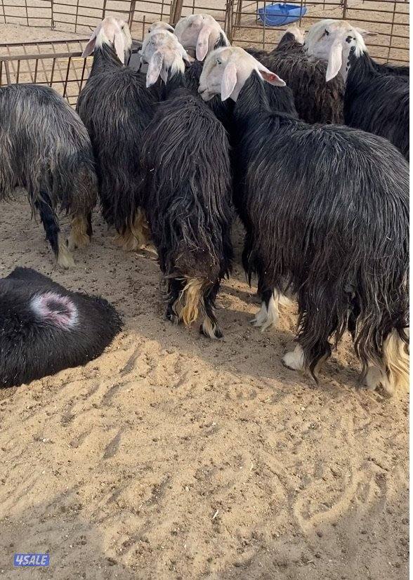 16نجد صنف فاخرة مع الفحل خصم فيهم7سونار والباقي توة مقرعة منوة الجناي14