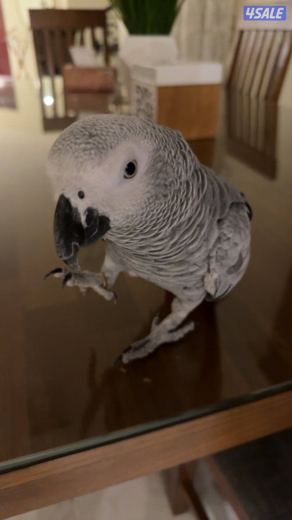 للبيع كاسكو رمادي1