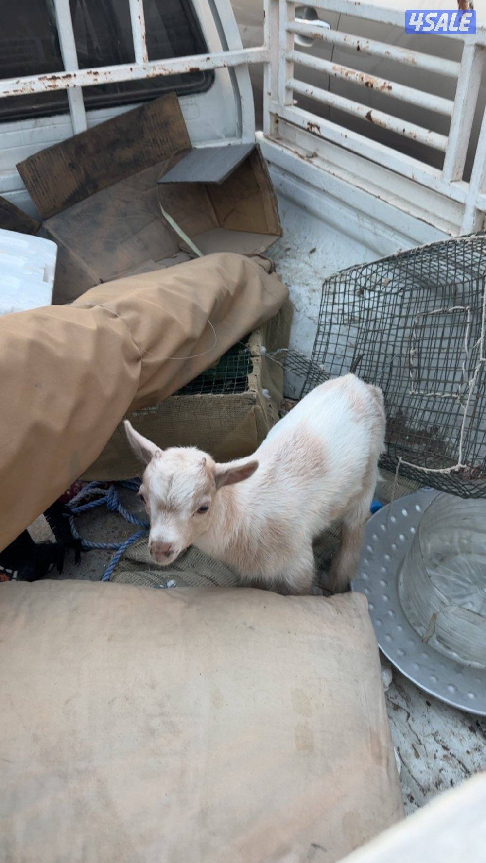 اللي فاقد له تيس جيكي يتواصل معي0