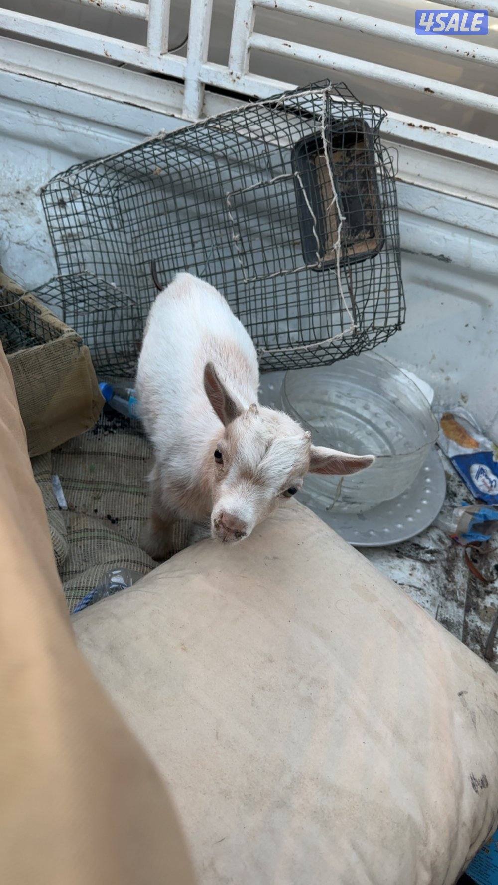 اللي فاقد له تيس جيكي يتواصل معي1