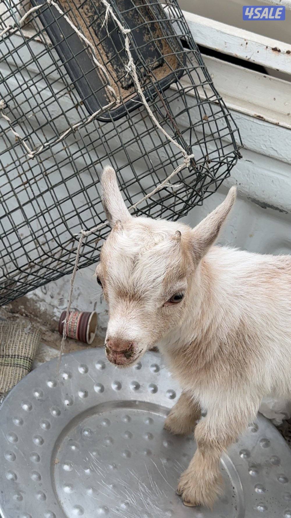 اللي فاقد له تيس جيكي يتواصل معي2