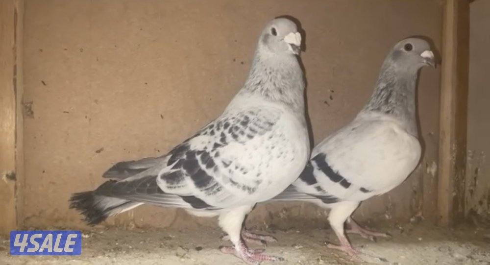 بارلس و آيس0