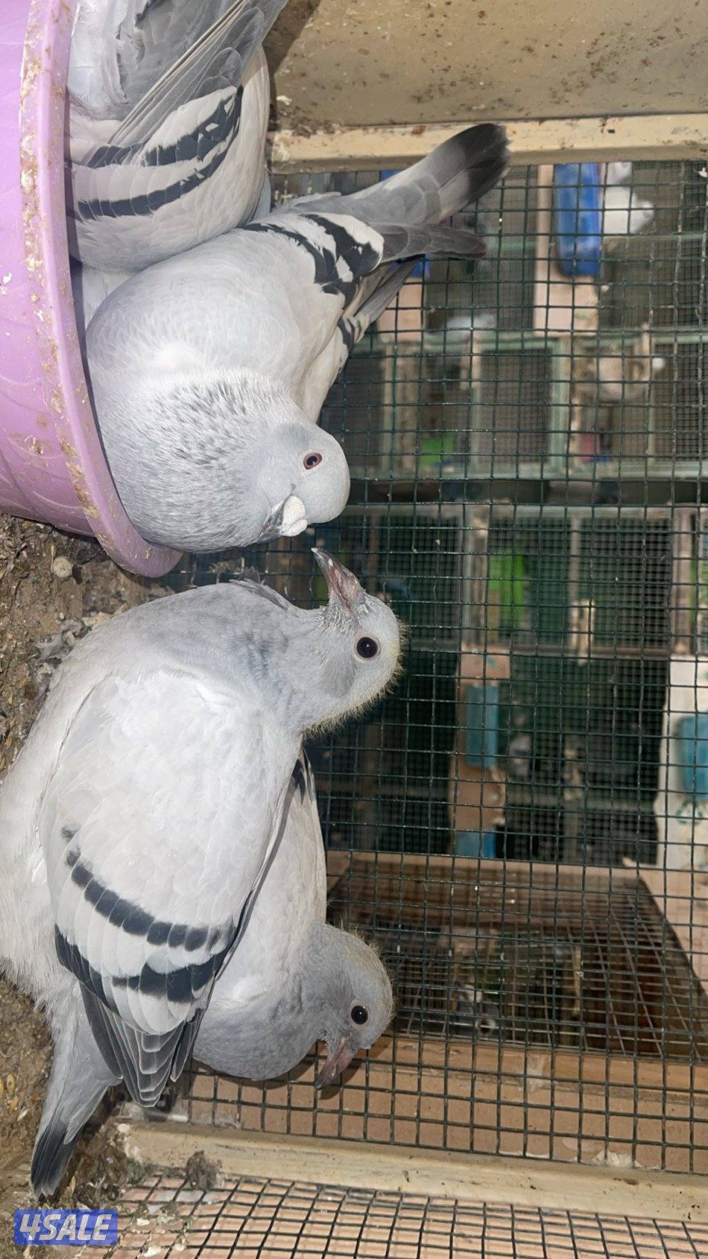 بارلس و آيس1