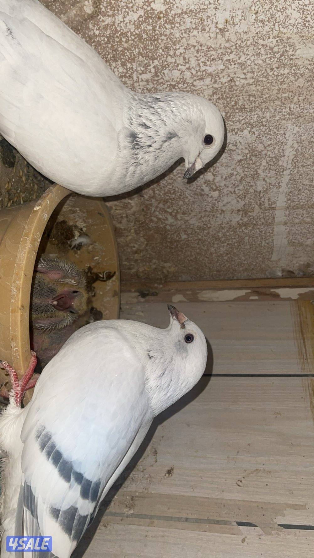 بارلس و آيس3