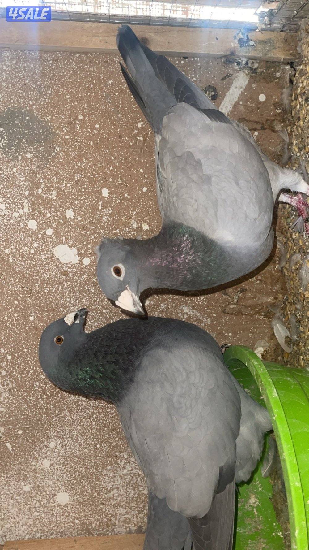 بارلس و آيس2