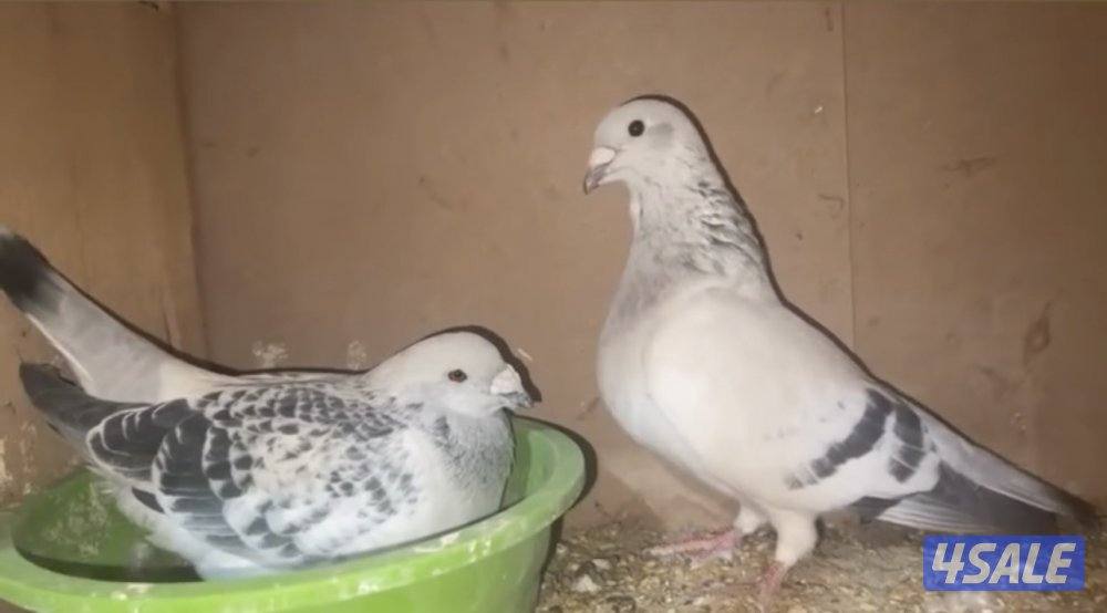 بارلس و آيس4