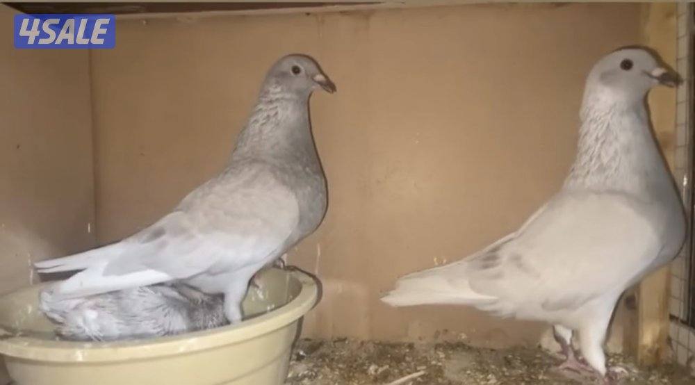 بارلس و آيس5