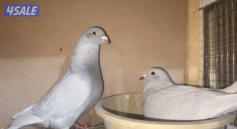 بارلس و آيس7