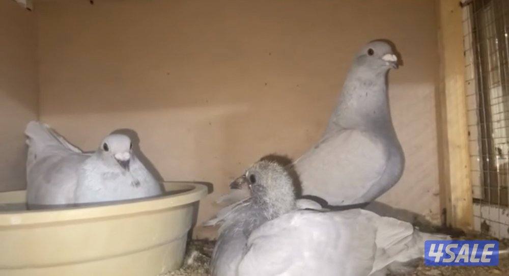 بارلس و آيس6