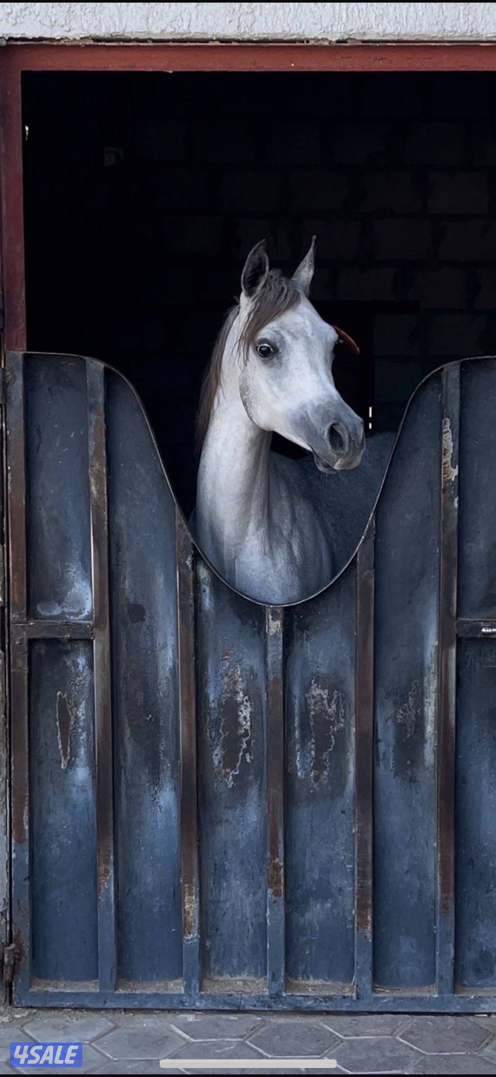 للبيع مهره فااخره على وشك تشبيه0