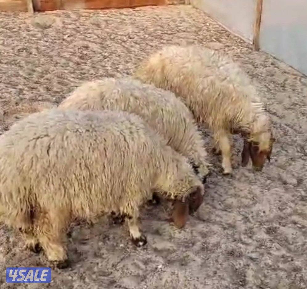 🌟للبيع ذبايح🌟1