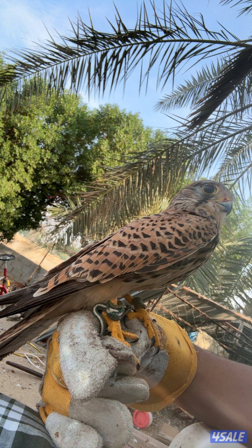 للبيع طير حر معا دس وبرقع وسبوق0