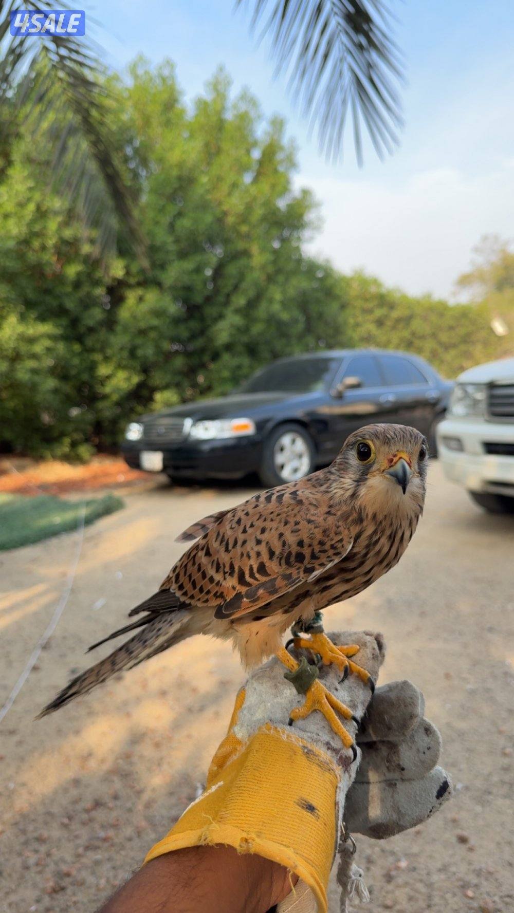 للبيع طير حر معا دس وبرقع وسبوق1