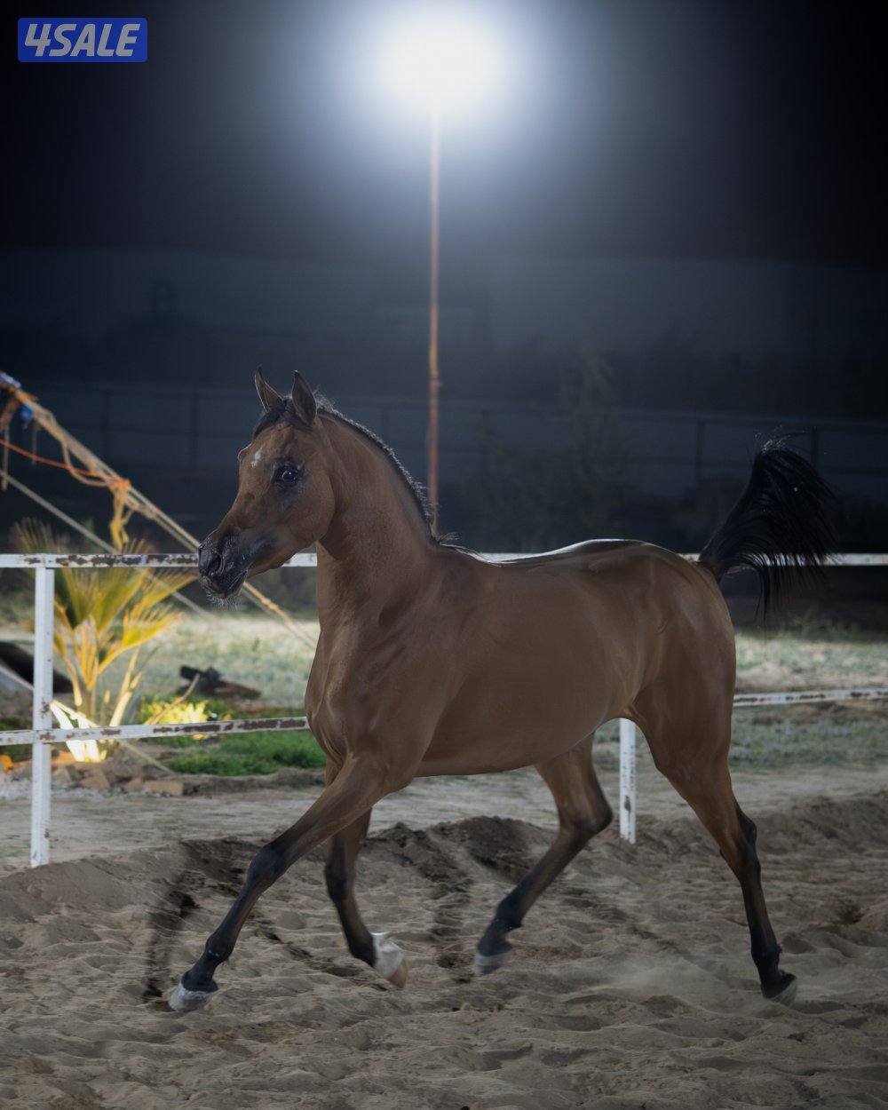 فرس مكس معى بنتها🔥1