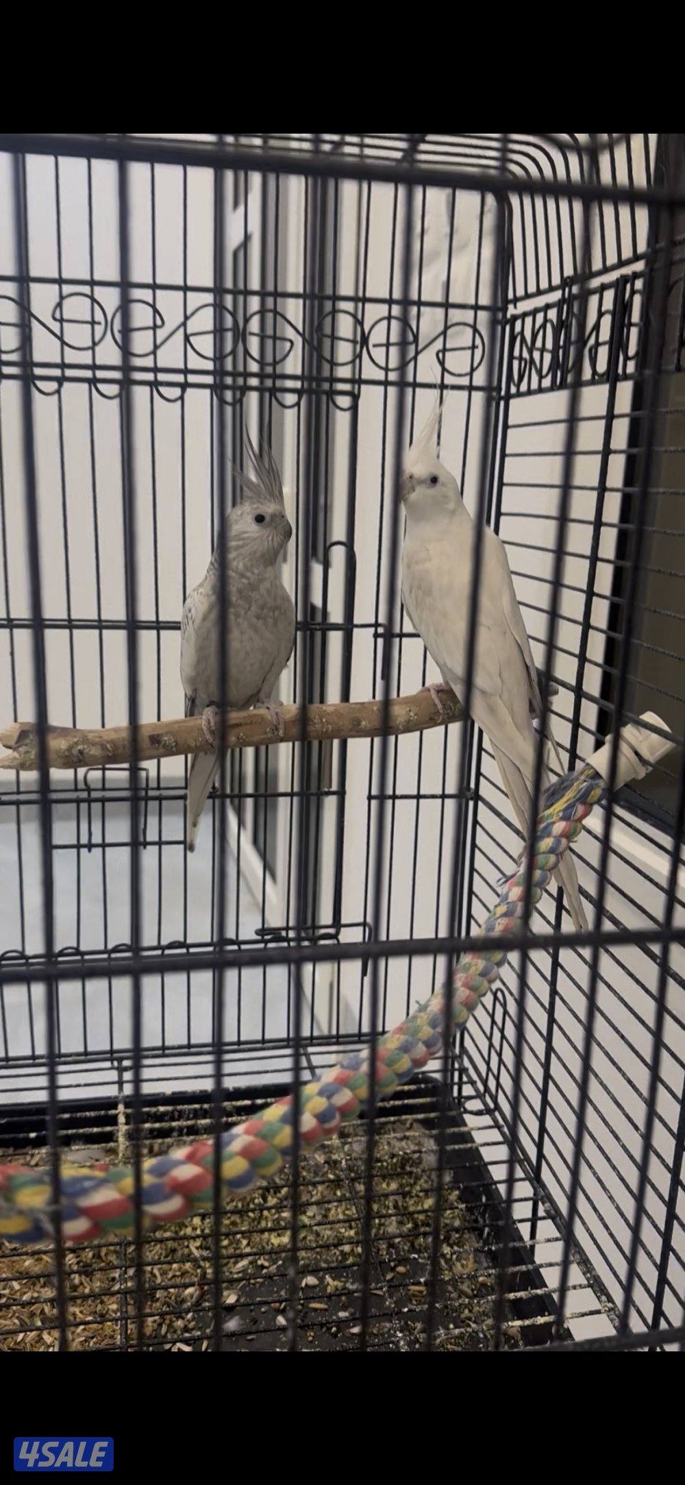 للبيع زوج كروان أنجليزي محجل1