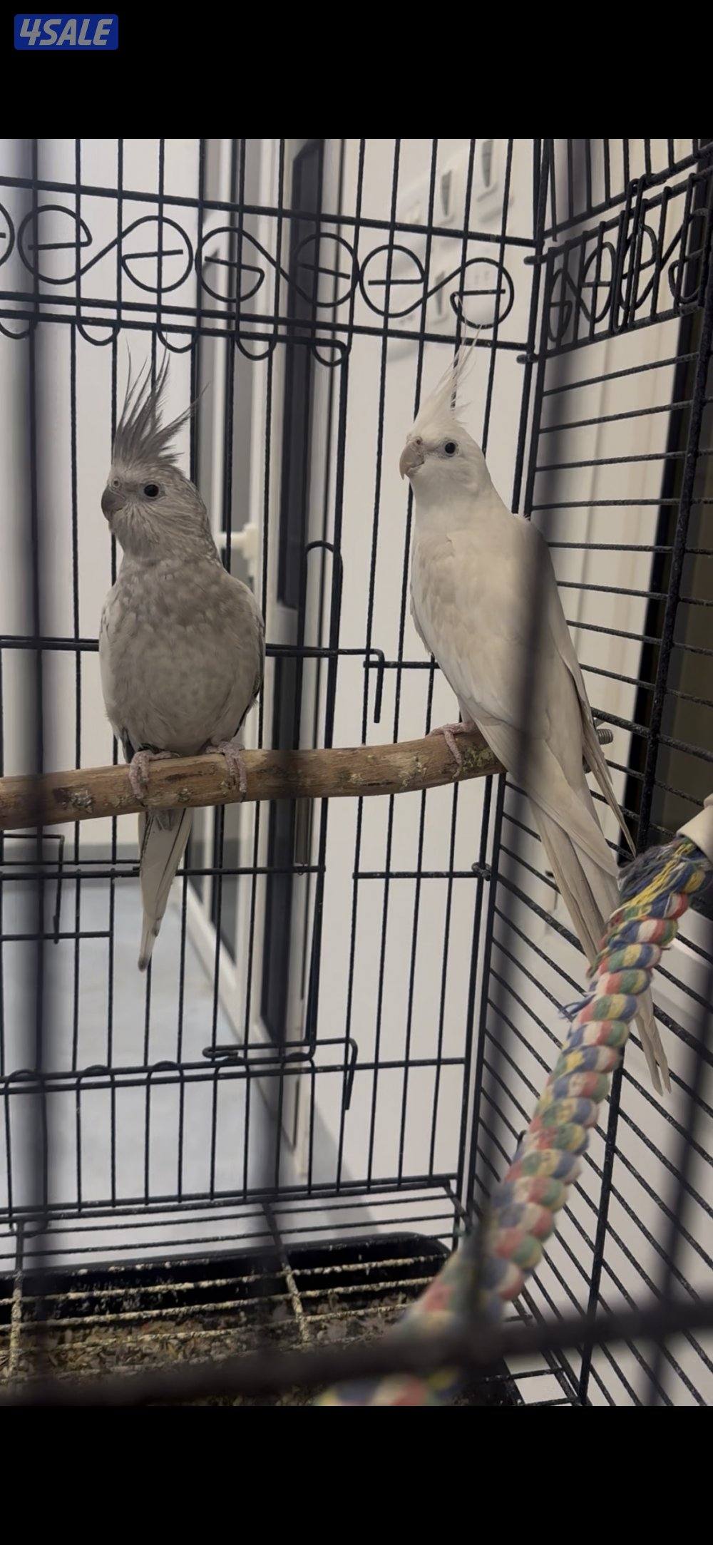 للبيع زوج كروان أنجليزي محجل2