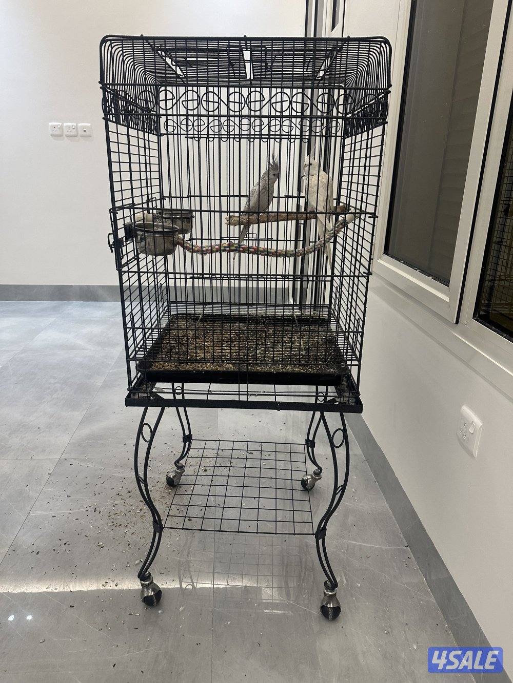 للبيع زوج كروان أنجليزي محجل3