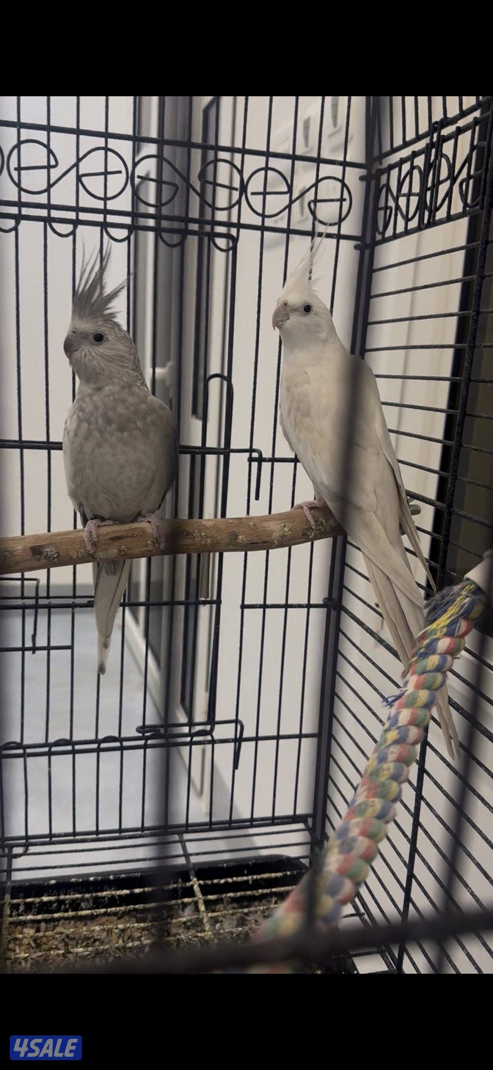 للبيع زوج كروان أنجليزي محجل4