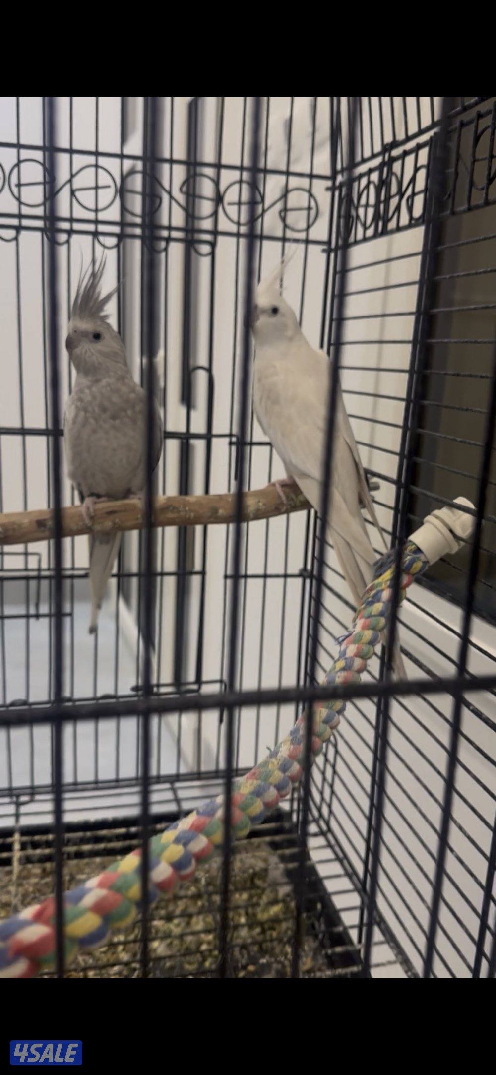 للبيع زوج كروان أنجليزي محجل5