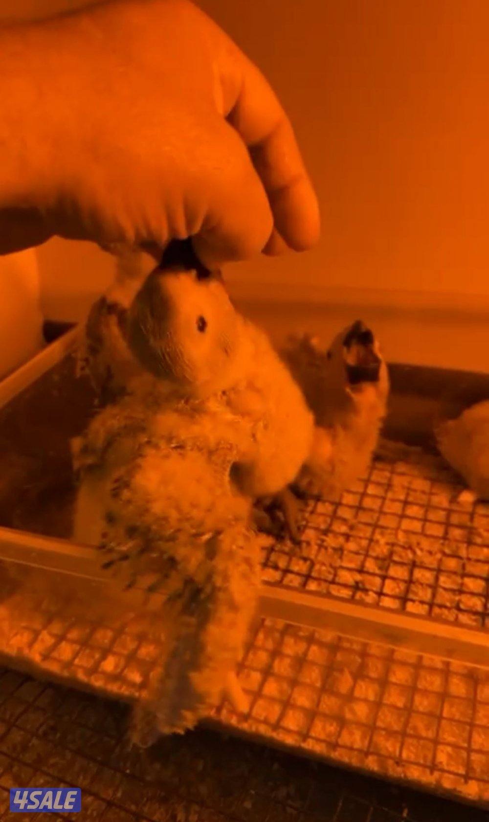 للبيع افروخ كاسكو انتاج الكويت. معاه حضانه وابره عس واكل شهر ونص العمر0