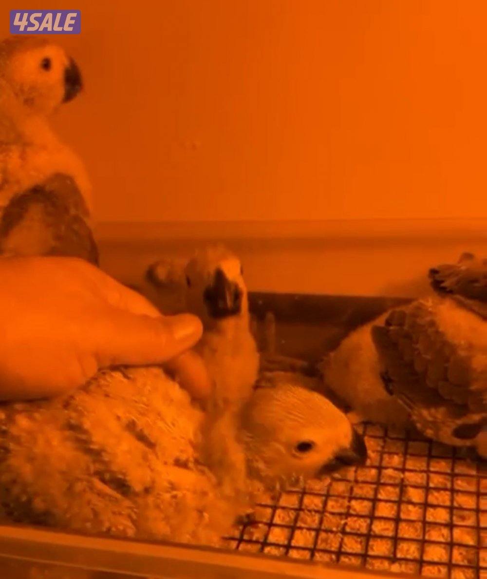 للبيع افروخ كاسكو انتاج الكويت. معاه حضانه وابره عس واكل شهر ونص العمر2