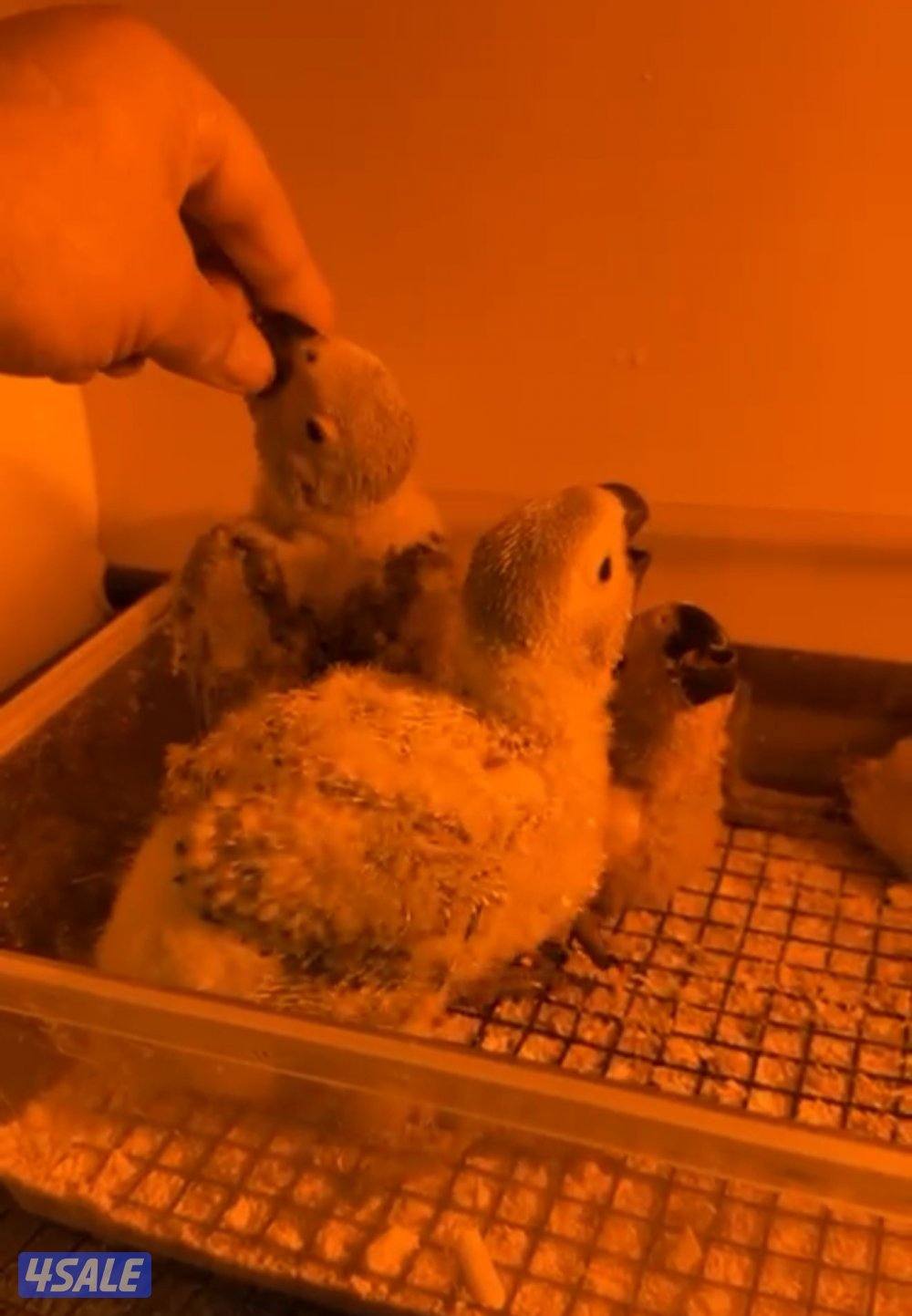 للبيع افروخ كاسكو انتاج الكويت. معاه حضانه وابره عس واكل شهر ونص العمر3