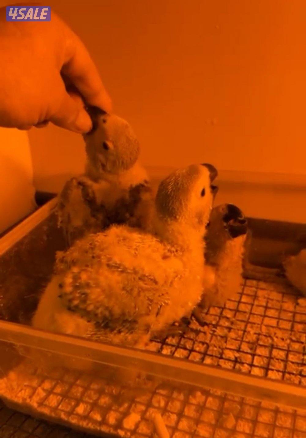 للبيع افروخ كاسكو انتاج الكويت. معاه حضانه وابره عس واكل شهر ونص العمر4