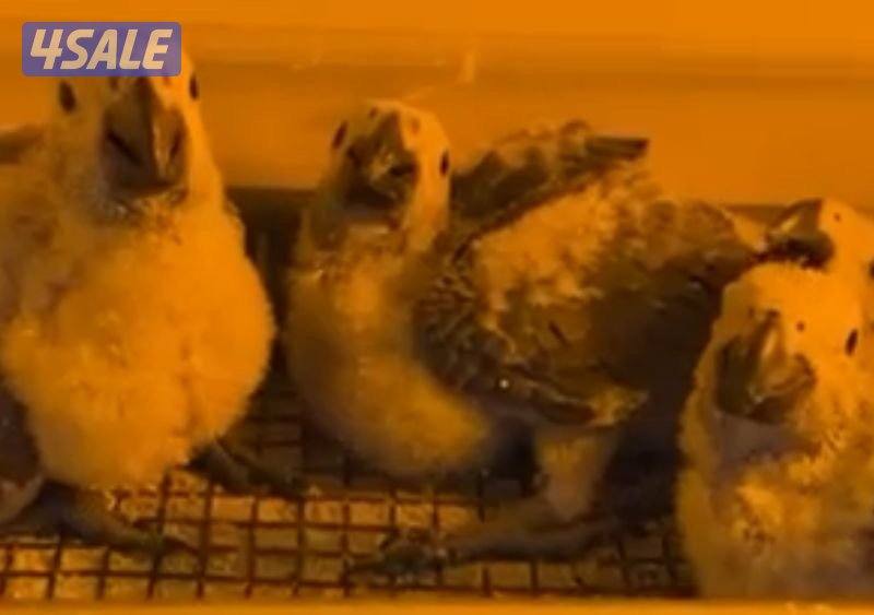 للبيع افروخ كاسكو انتاج الكويت. معاه حضانه وابره عس واكل شهر ونص العمر5