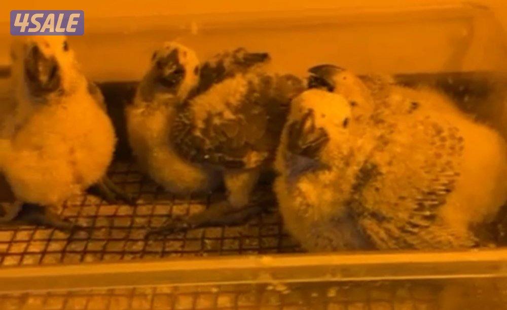 للبيع افروخ كاسكو انتاج الكويت. معاه حضانه وابره عس واكل شهر ونص العمر6