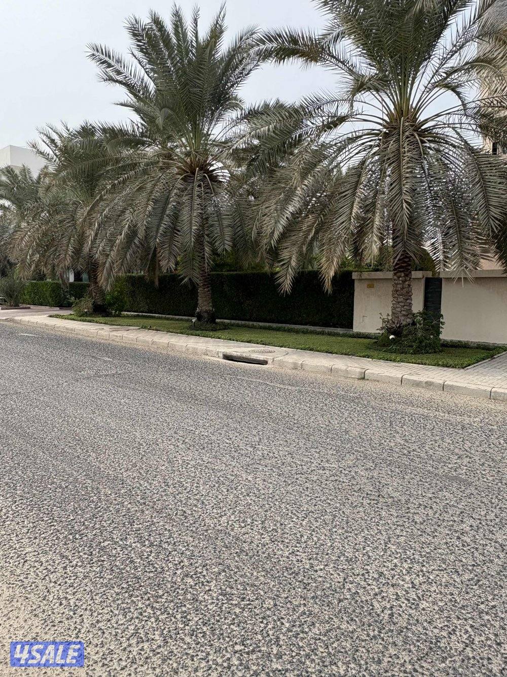 للبيع نخل برحى راتفاع 4 متر عدد 3 سعر الواحده 200 دينار فى الموقع0