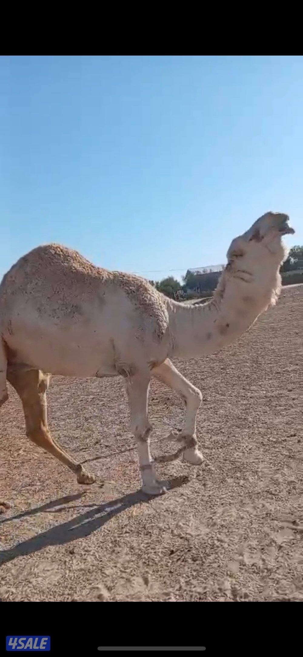 قعود لقي طيب مكسور حنكه من الامام البارح للبيع0