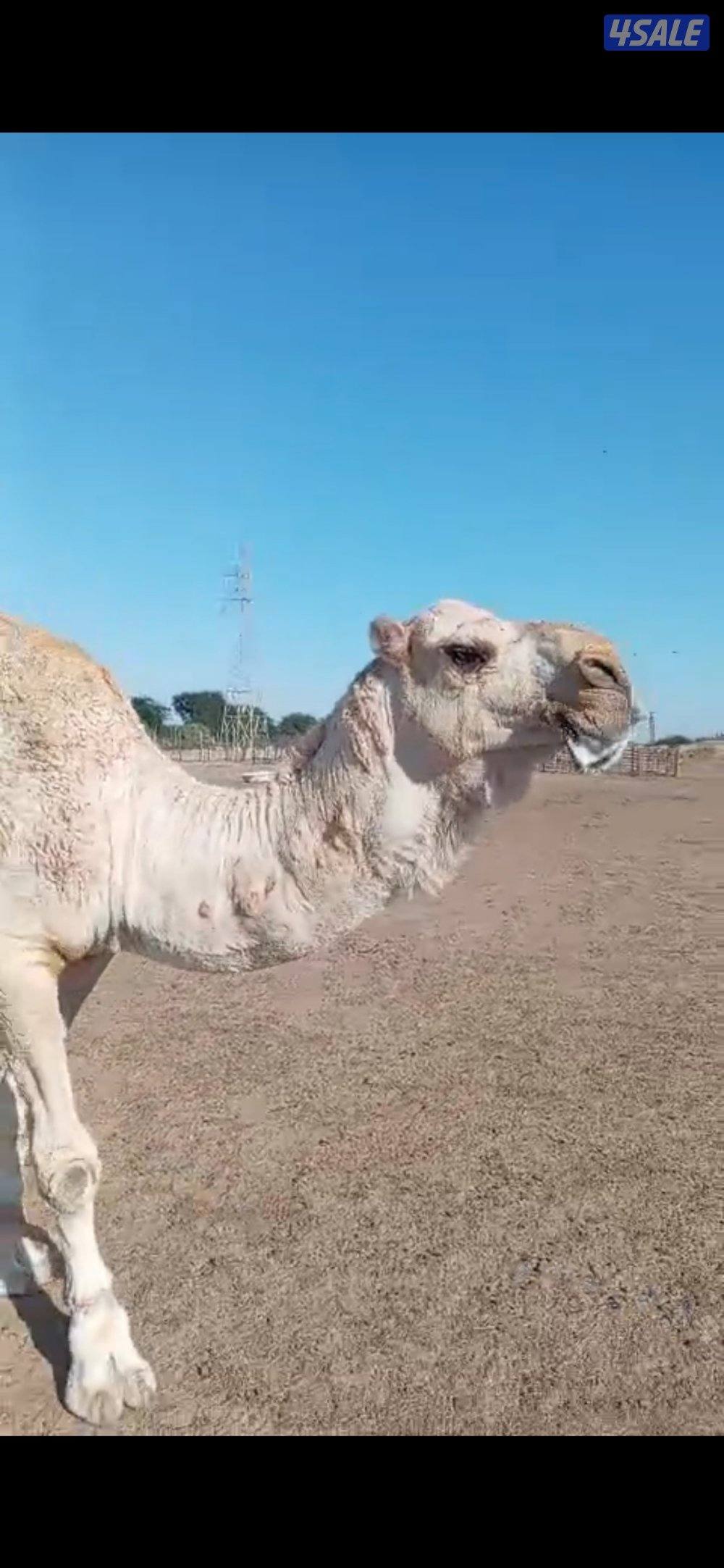 قعود لقي طيب مكسور حنكه من الامام البارح للبيع1