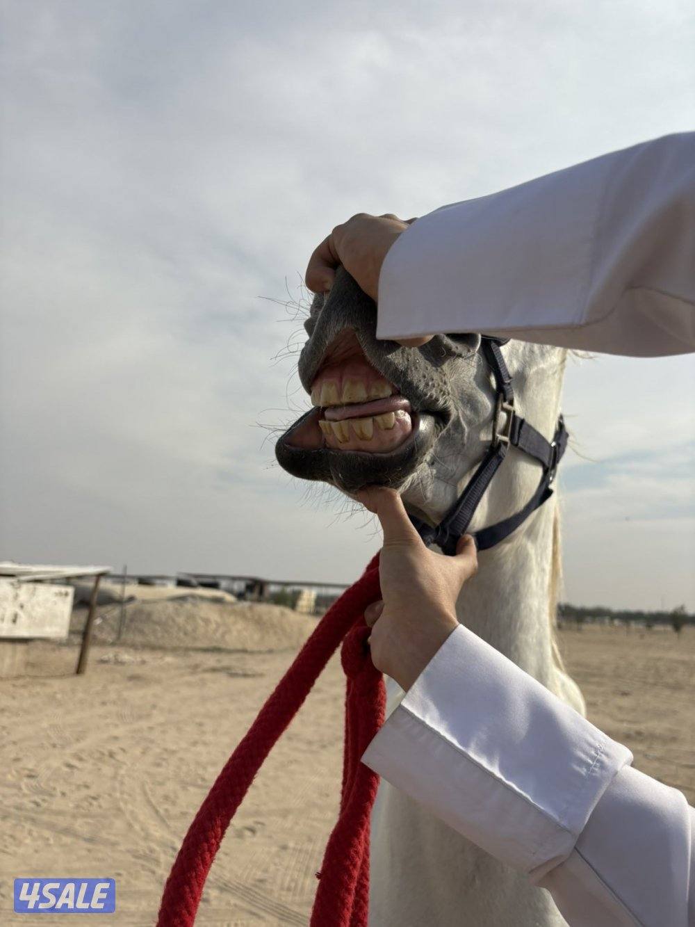 فرس مصريه بيور فاخره1