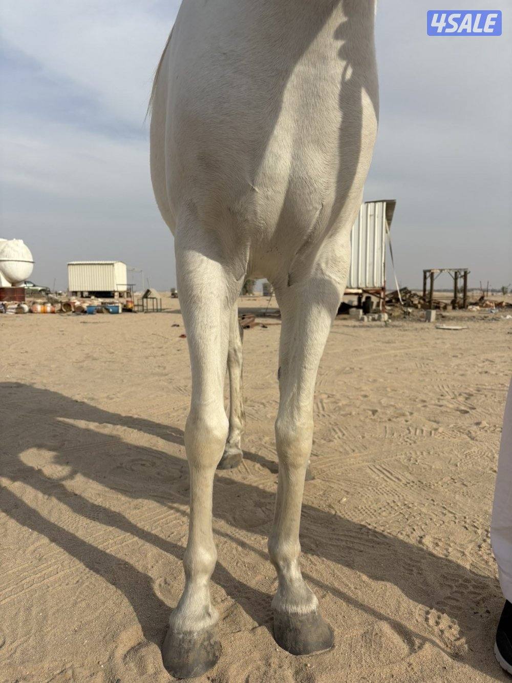 فرس مصريه بيور فاخره2