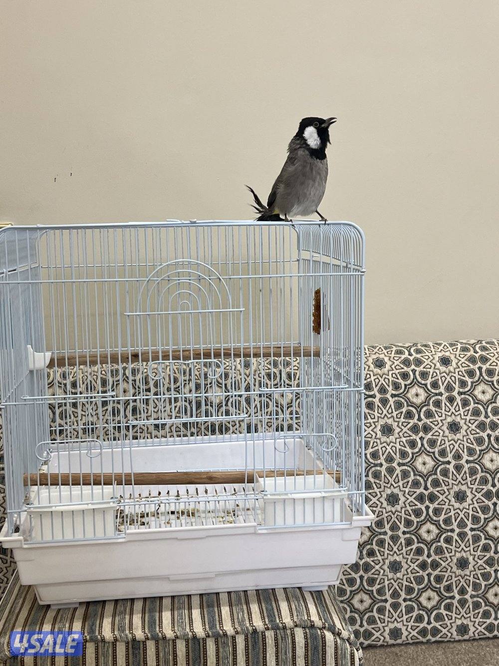 للبيع بلبل سبور جانبو شرط التغريد ربوه قويه0