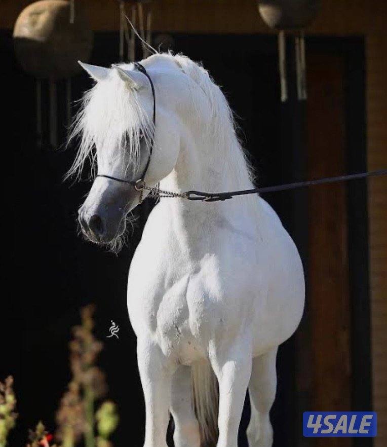 للبيع مهره زرقا1