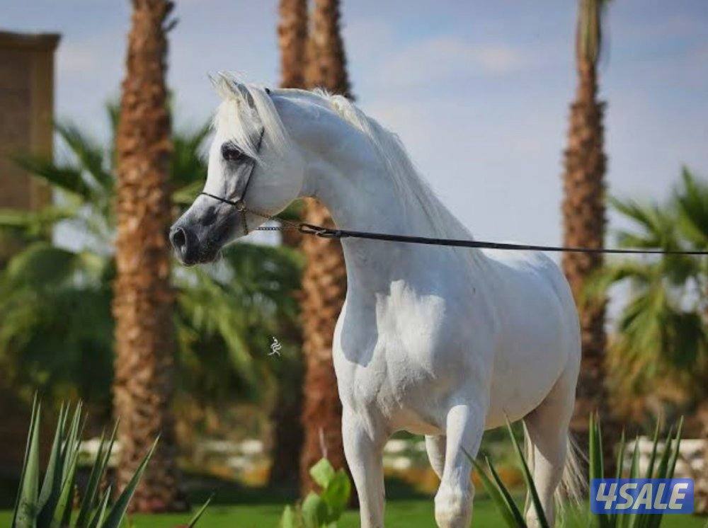 للبيع مهره زرقا0