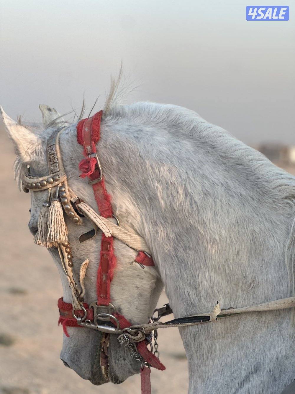 للبيع حصان مصري خياله1