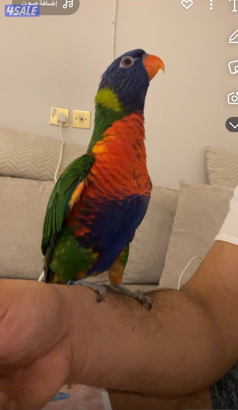 لوري رينبو0