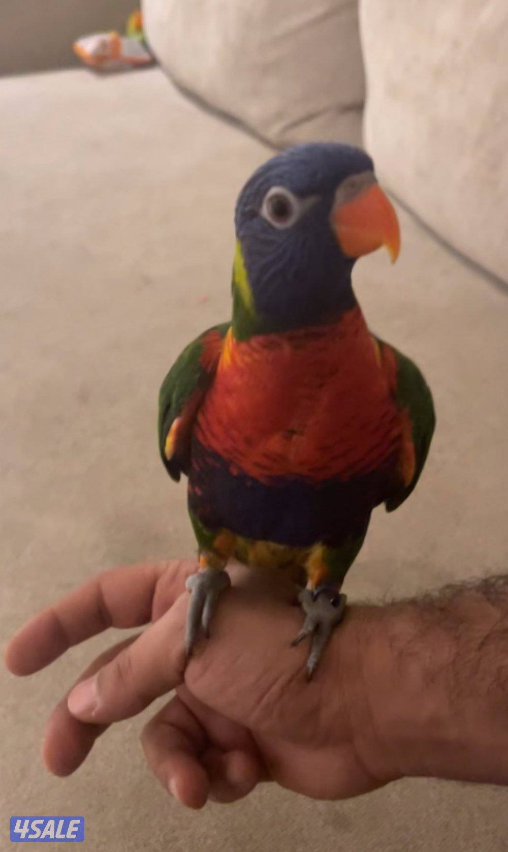 لوري رينبو1