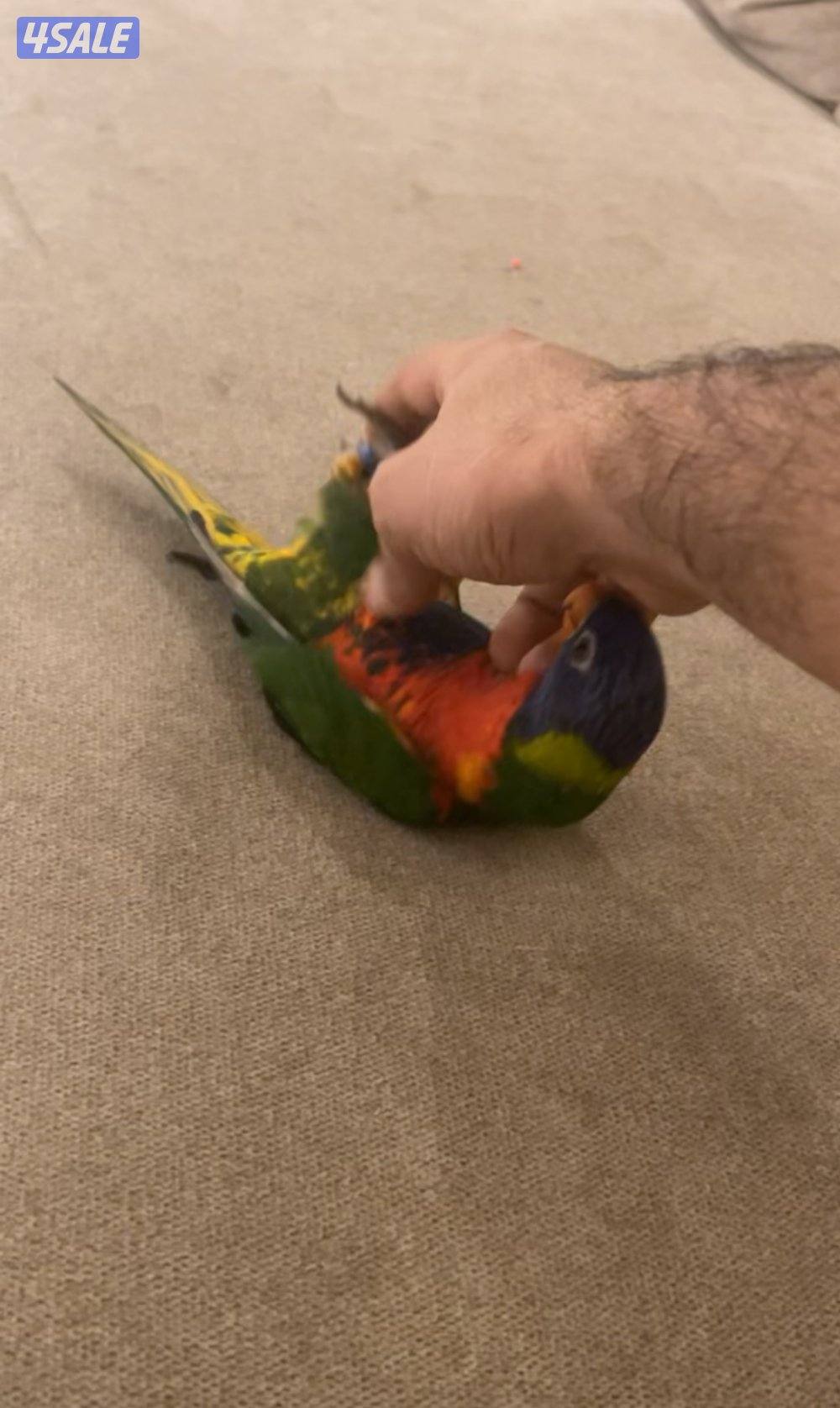 لوري رينبو2