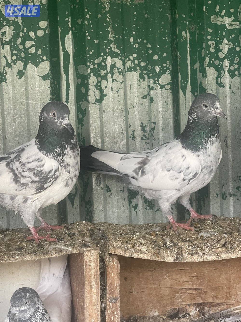 حمام باكستاني بيور وطبات1