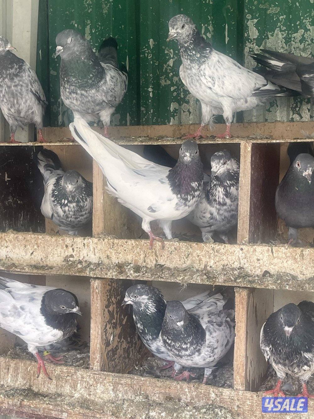 حمام باكستاني بيور وطبات2