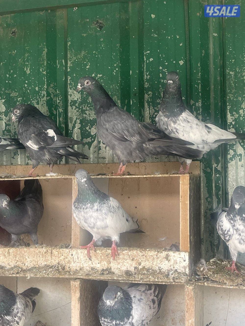 حمام باكستاني بيور وطبات3