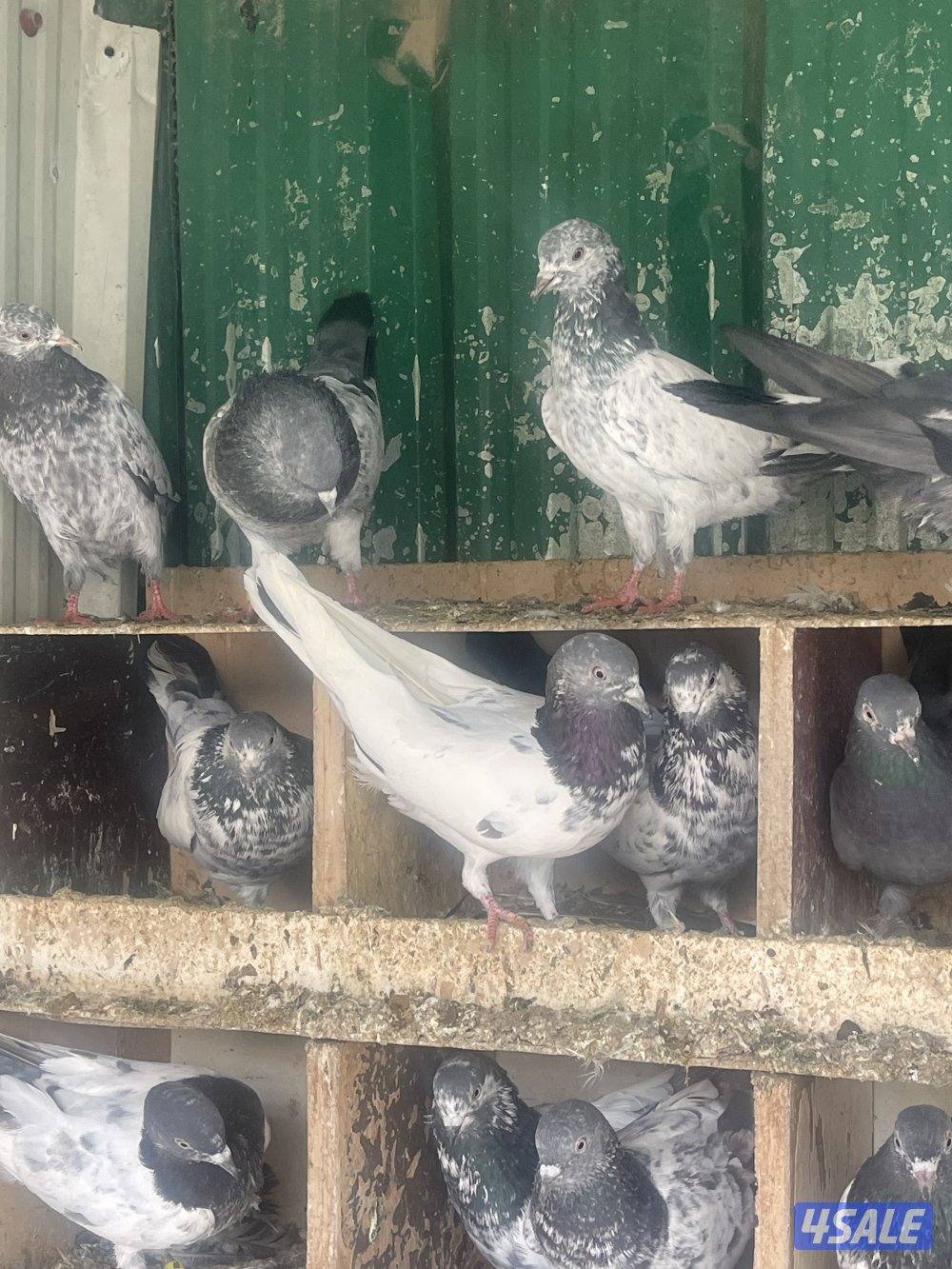 حمام باكستاني بيور وطبات4