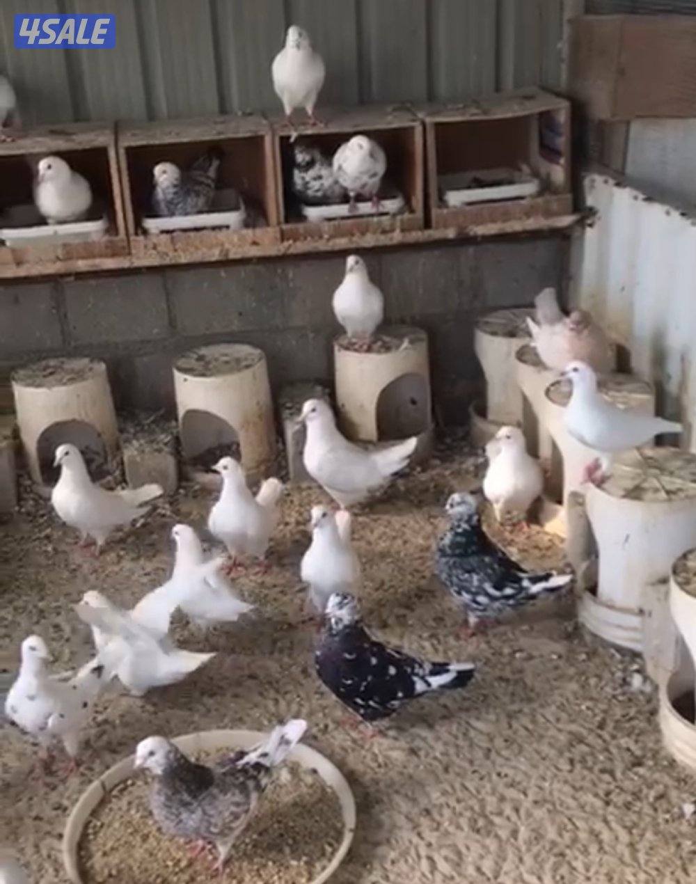 للبيع حمام لاحم اكس اكس لارج منتج و احجام اكبيره للي يعرف لهم1