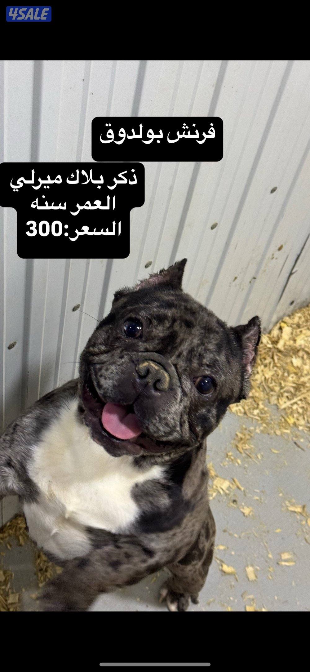 نثاي  فرنش بولدوق2