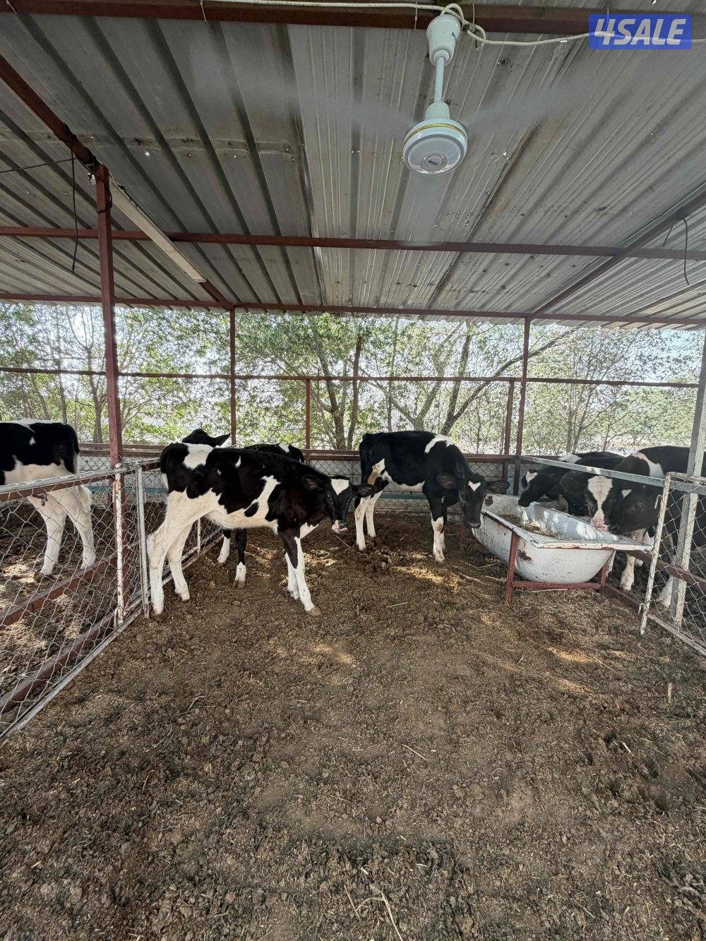 للبيع عجول0