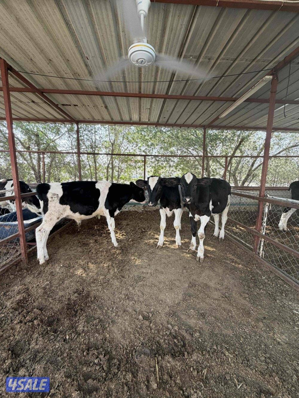 للبيع عجول1